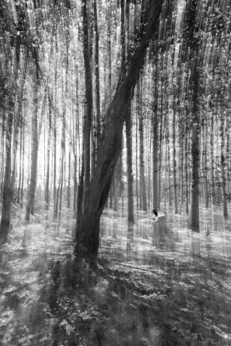 la-foret-enchantee