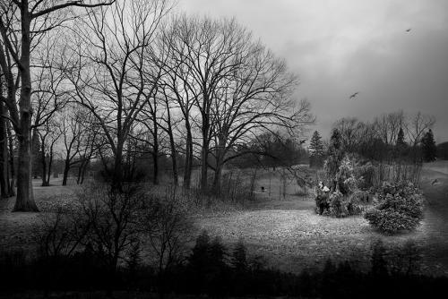 l'homme et l'arbre2